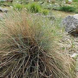 Festuca valesiaca 'Glaucantha' GM P9