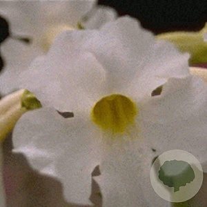 Incarvillea del. 'Snowtop' GM P9