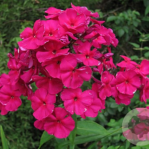 Phlox (P) 'Kirchenfürst' GM P9