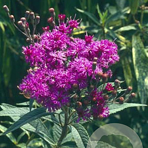 Vernonia baldwinii GM P9