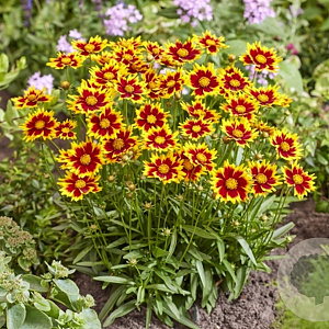 Coreopsis Solar Jewel GM  P11