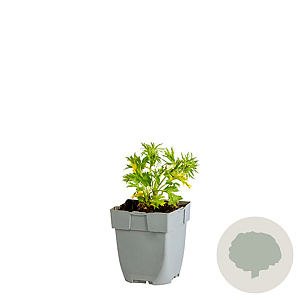 Eryngium bourgatii 'Pen Blue' GM  P11