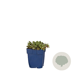 Sempervivum 'Red Chief' GM  P11