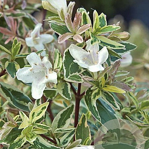 Abelia grandifl. 'Sparkling Silver' 60-80 cm 20L