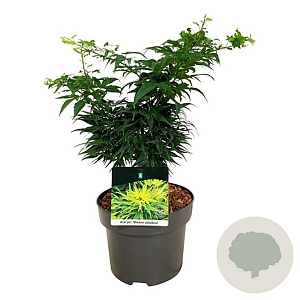 Acer pal. 'Mikawa-yatsubusa' 125-150 cm 50L
