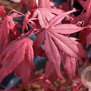 Acer pal. 'Shojo-nomura' 250-300 cm cont. 180L