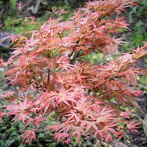 Acer pal. 'Wilson's Pink Dwarf' 125-150 cm 20L