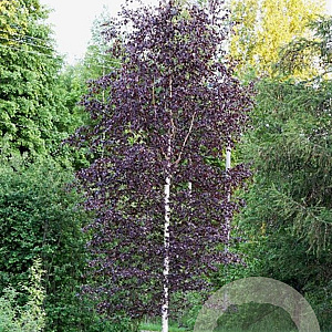 Betula p. 'Purpurea' 150-175 cm 20L