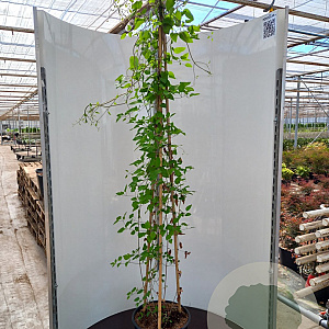 Clematis 'Avalanche' 175-200 cm 20L 3 stok