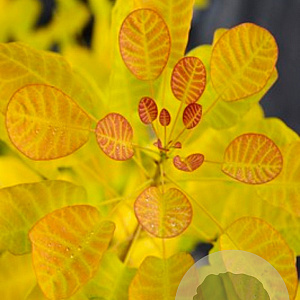 Cotinus cog. Golden Lady 175-200 cm 50L