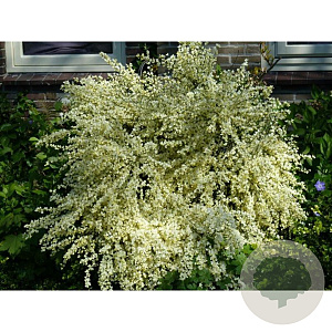 Cytisus praecox 'Albus' 100-125 cm 20L