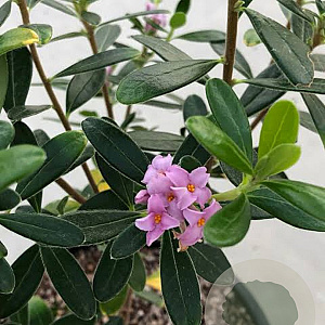 Daphne 'Blacir' 50-60 cm 20L