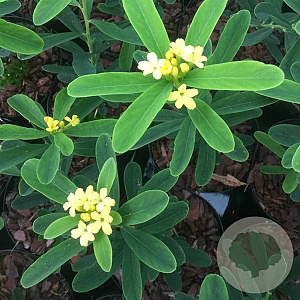 Daphne gemmata 'Royal Crown' 50-60 cm 20L