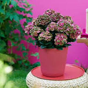 Hydrangea m. Magical Amethyst 60-80 cm 20L