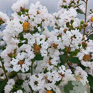 Lagerstroemia i. Neige d'Été 250-300 cm cont. 110L