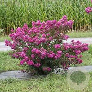 Lagerstroemia i. Violet d'Été 250-300 cm cont. 110L