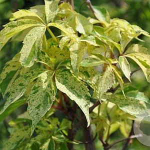 Parthenocissus q. Star Showers 200-250 cm 20L 3 stok