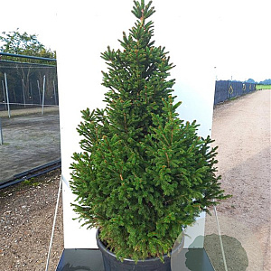 Picea a. 'Ohlendorffii' 40-50 cm 20L breed