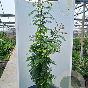 Pistacia chinensis 250-300 cm cont. 110L