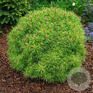 Pinus 'Gaelle Brégeon' 30-40 cm 20L breed