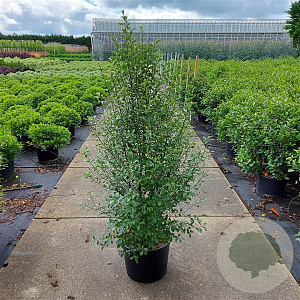 Pittosporum tenuifolium 100-125 cm 20L