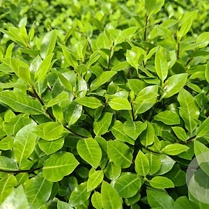 Pittosporum ten. 'Midget' 60-70 cm 20L breed
