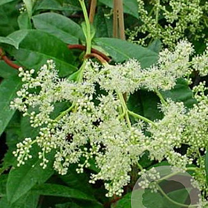 Pileostegia viburnoides 125-150 cm 20L 3 stok