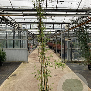 Rosa banksiae 'Rosea' 200-250 cm 20L 3 stok