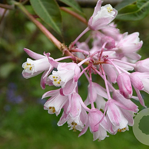 Staphylea holocarpa 150-175 cm 20L