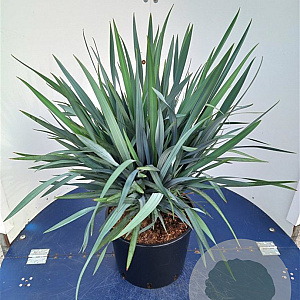 Dianella Blue Stream GM 3,0L leverbaar