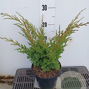 Juniperus chin. 'Blaauw' 25-30 cm 3,0L