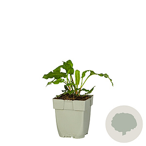 Persicaria amplexicaulis 'Orangofield GM  P11