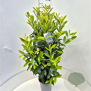 Prunus l. Genolia 100-120 cm 6,5L