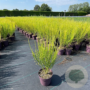 Cytisus 'Killiney Red' 40-50 cm C1.2