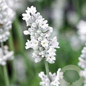 Lavandula ang. 'Vienco Early White' GM P9