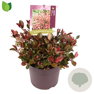 Photinia fraseri 'Little Fenna' 25-30 cm 7,5L