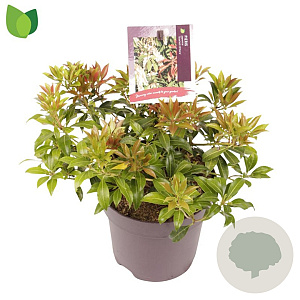 Pieris jap. 'Scarlett O'Hara' 25-30 cm 2,0L