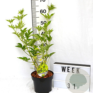 Sambucus nigra Gold Spark 40-60 cm 3,0L