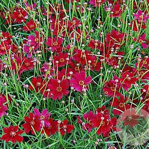 Coreopsis vert. 'Ruby Red' GM P9