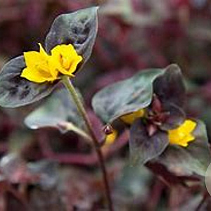 Lysimachia cong. 'PersianChocolate' GM P9