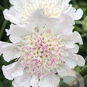 Scabiosa Kudo White GM P9