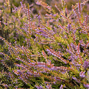 Calluna v. 'Annemarie' GM P9.5 2 jaar