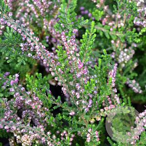 Calluna v. 'C.W. Nix' GM P9.5 2 jaar