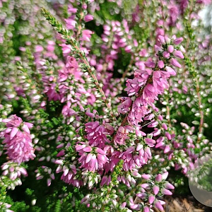 Calluna v. 'Darkness' GM P9.5 2 jaar