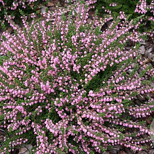 Calluna v. 'J.H. Hamilton' GM P9.5 2 jaar