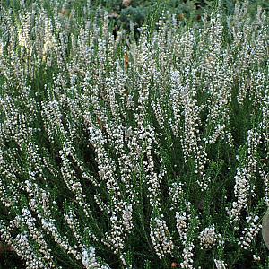 Calluna v. 'Long White' GM P9.5 2 jaar