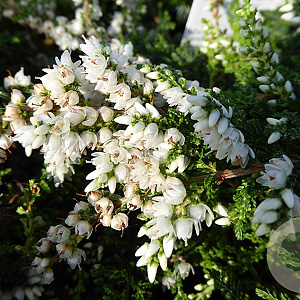 Calluna v. 'Melanie' GM P9.5 2 jaar