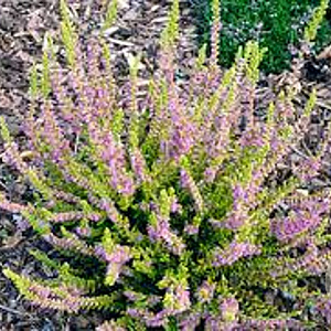 Calluna v. 'Sir John Charrington' GM P9.5 2 jaar