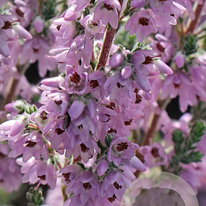 Calluna v. 'Silver Knight' GM P9.5 2 jaar