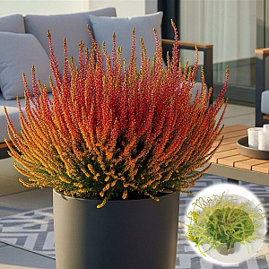 Calluna v. 'Wickwar Flame' GM P9.5 2 jaar